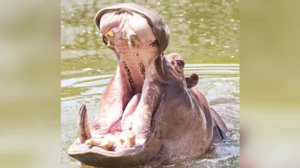 நீர்யானைகளை இந்தியவிற்கு அனுப்ப தயாராகும் கொலம்பியா... காரணம் ‘இது’ தான்!