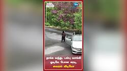 தாக்க வந்து, பல்பு வாங்கி ஓடியே போன கரடி, வைரல் வீடியோ