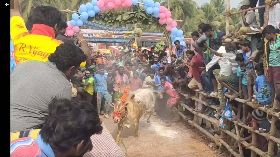 வீராங்குப்பம் கிராமத்தில் எருதுவிடும் விழாவில் சீறிப்பாய்ந்த காளைகள் 