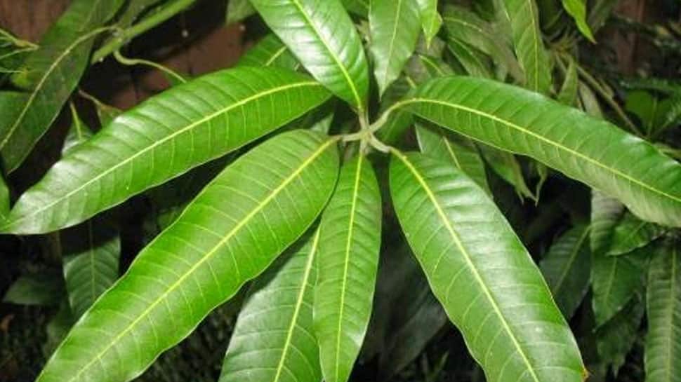 Mango Leaf Benefits பல நோய்களுக்கான மருந்து இந்த பச்சை இலை எப்படி சாப்பிடுவது? Health News