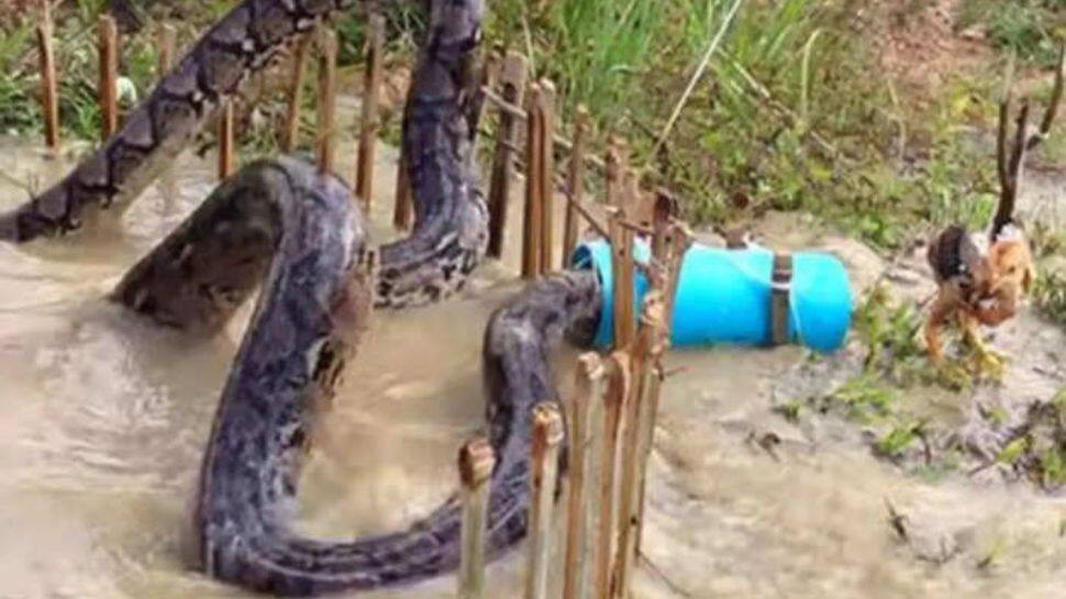 Viral Video of Catching a Huge Python | Viral Video: கோழியை ...