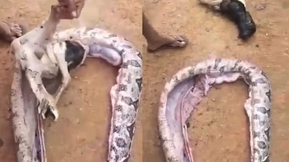 20 Feet Python Sliced Viral News | 20 அடி மலைப்பாம்பின் வயிற்றில் ...
