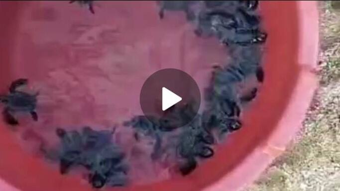 திருச்செந்தூர் அருகே கடலில் விடப்பட்ட அரிய வகை ஆமை குஞ்சுகள்!