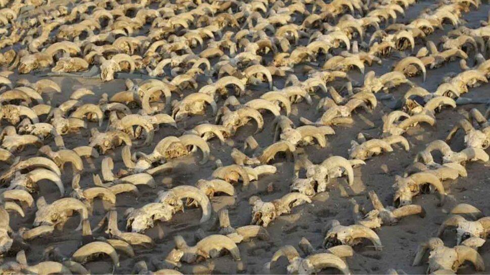 எகிப்தில் அகழ்வாராய்ச்சியாளர்களை அதிர வைத்த 2000 ஆட்டின் தலை மம்மிகள்! 