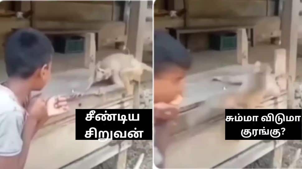 சீண்டிய சிறுவனை சும்மா விடுமா குரங்கு? வேற லெவல் வைரல் வீடியோ