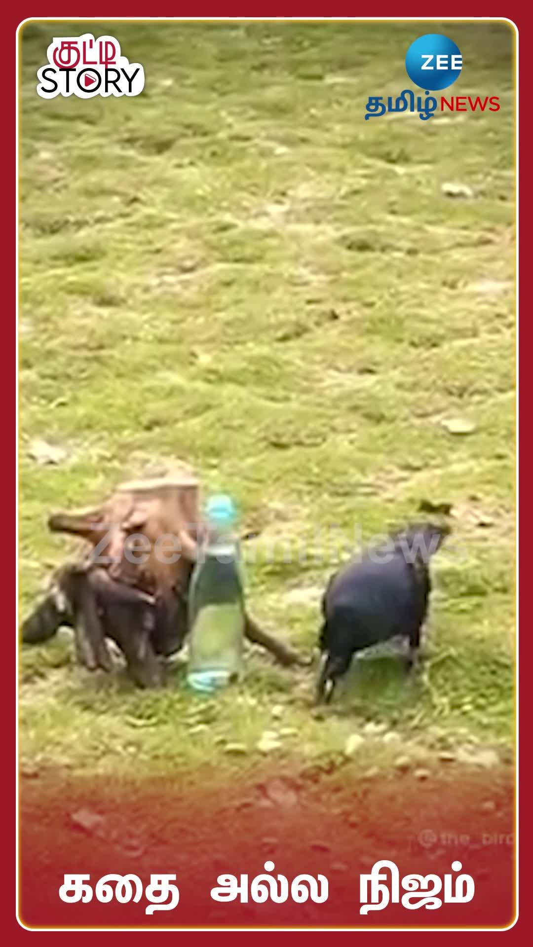 Video Thumbnail