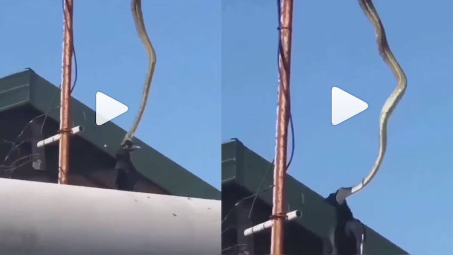 Shocking Python Snake Swallowed Crow Bird | பறவையை பதம் பார்த்த ராட்சத ...