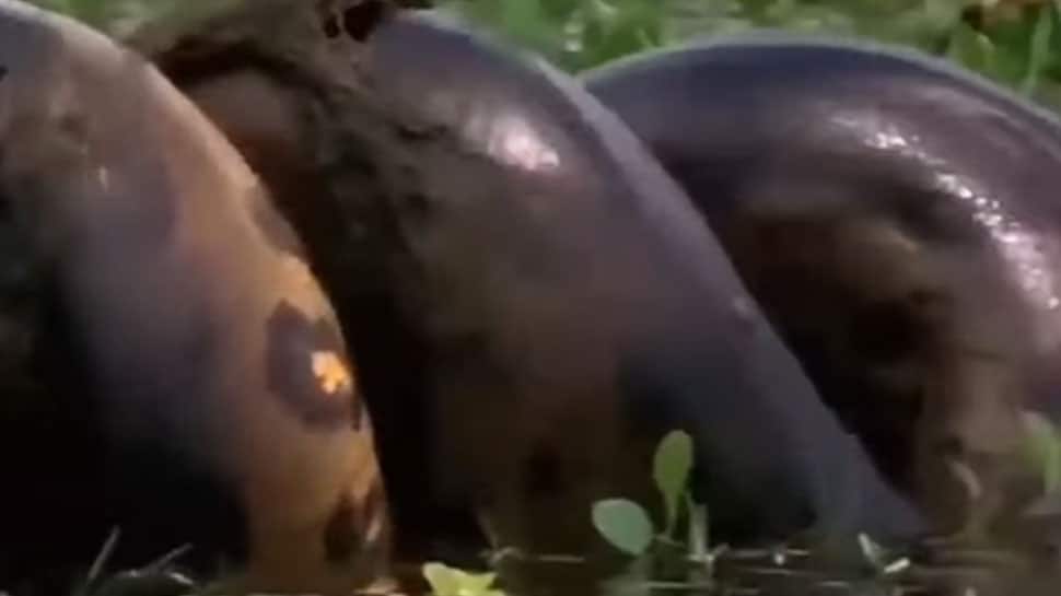 Shocking 150 Kilo Python Snake Swallowed Alligator Video | முதலையை ...