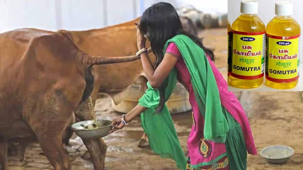 கோமியத்தை குடிச்சிடாதீங்க! எச்சரிக்கை சிறுநீரில் பெருகி இருக்கும் பாக்டீரியாக்கள்!