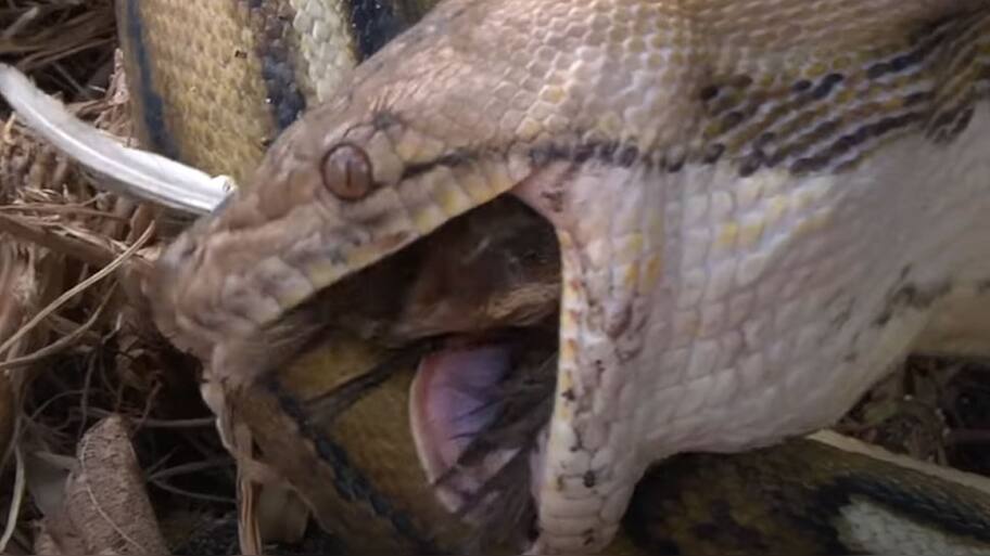 Dangerous Python Swallows Bird Video | பறவையை கொன்று முழுசா விழுங்கிய ...