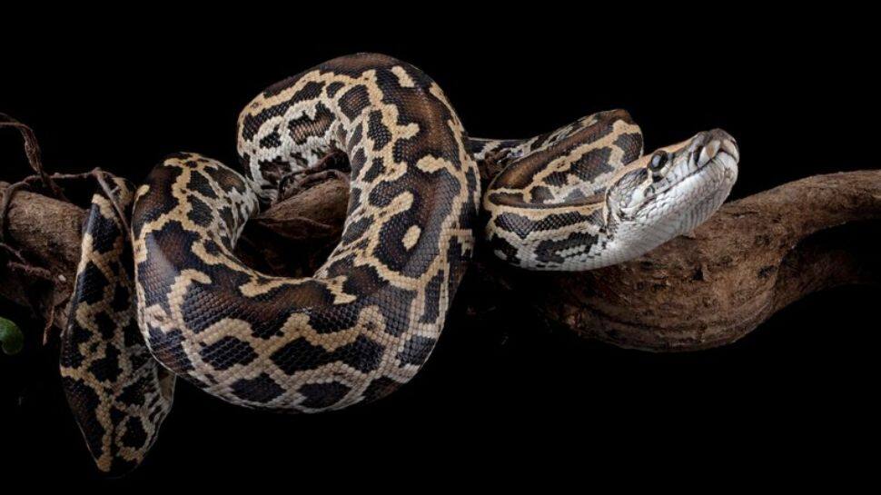 தலையணை உறைக்குள் இருந்த மலைப்பாம்பு... பெண்ணுக்கு நேர்ந்த பகீர் அனுபவம்!