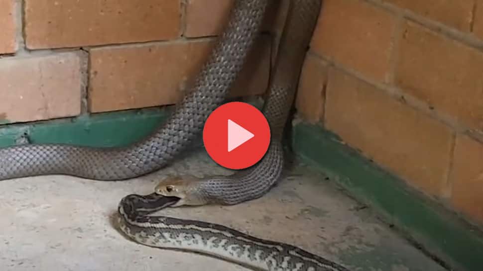 Viral Video Of Venomous Snake Devours a Python Whole | 20 அடி நீள ...