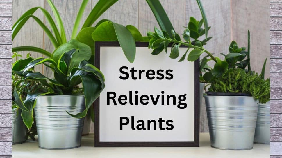 Best Stress Relieving Plants for Home & Office மன அழுத்தத்தை