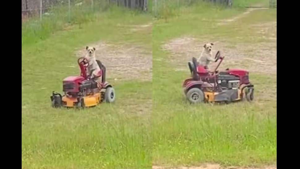 Unbelievable: Dog Cuts Grass Sitting on Mower, Shocking Viral Video ...