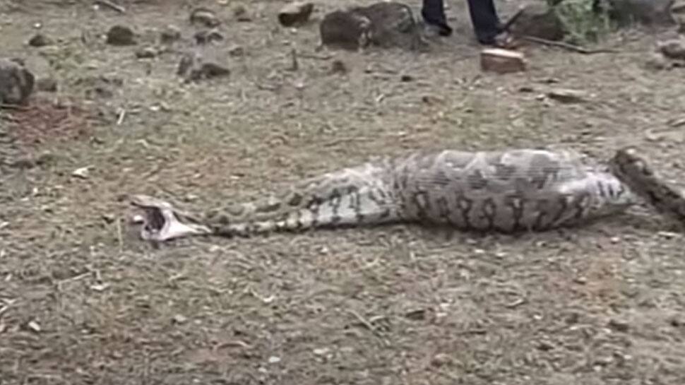 Viral Video Of Python Snake vomit goat ஆட்டை முழுசா விழுங்கி