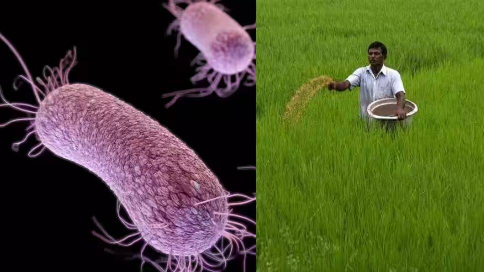 Study: கோழியை கொளுக்க வைக்க நமது நோயெதிர்ப்பு மண்டலத்தை பாதித்துக்கொண்டோம்