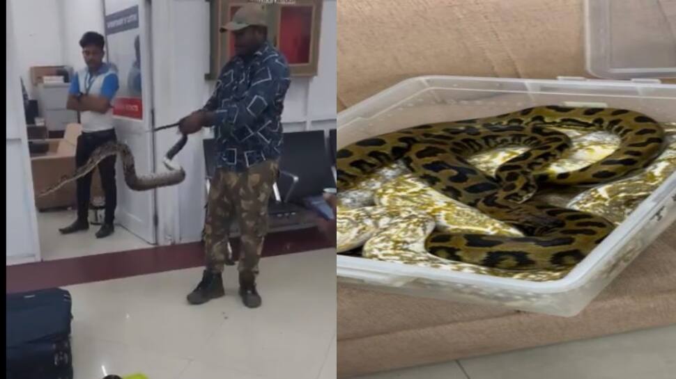 Viral Video: சென்னை விமான நிலையத்திற்கு 22 பாம்புகளுடன் வந்த பெண்!