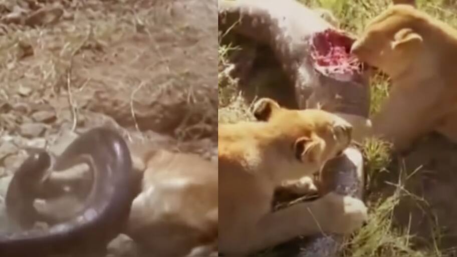 Lions vs Big Python Snake Real Fight video goes viral| வெறித்தனமான ...