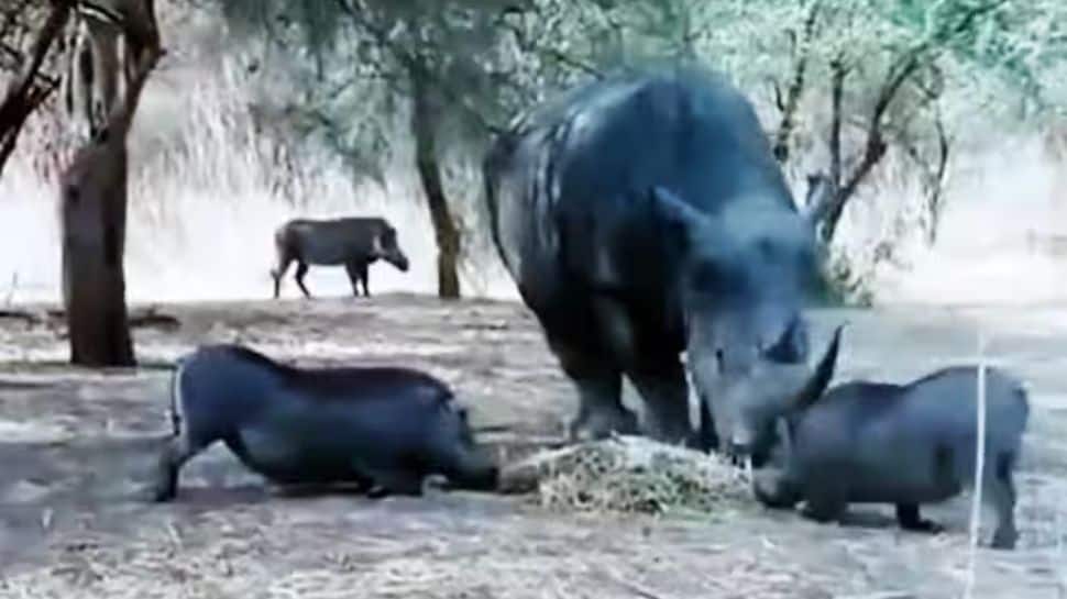 Viral video: Angry Rhinoceros attacking Warthog | Viral Video: இது தான்