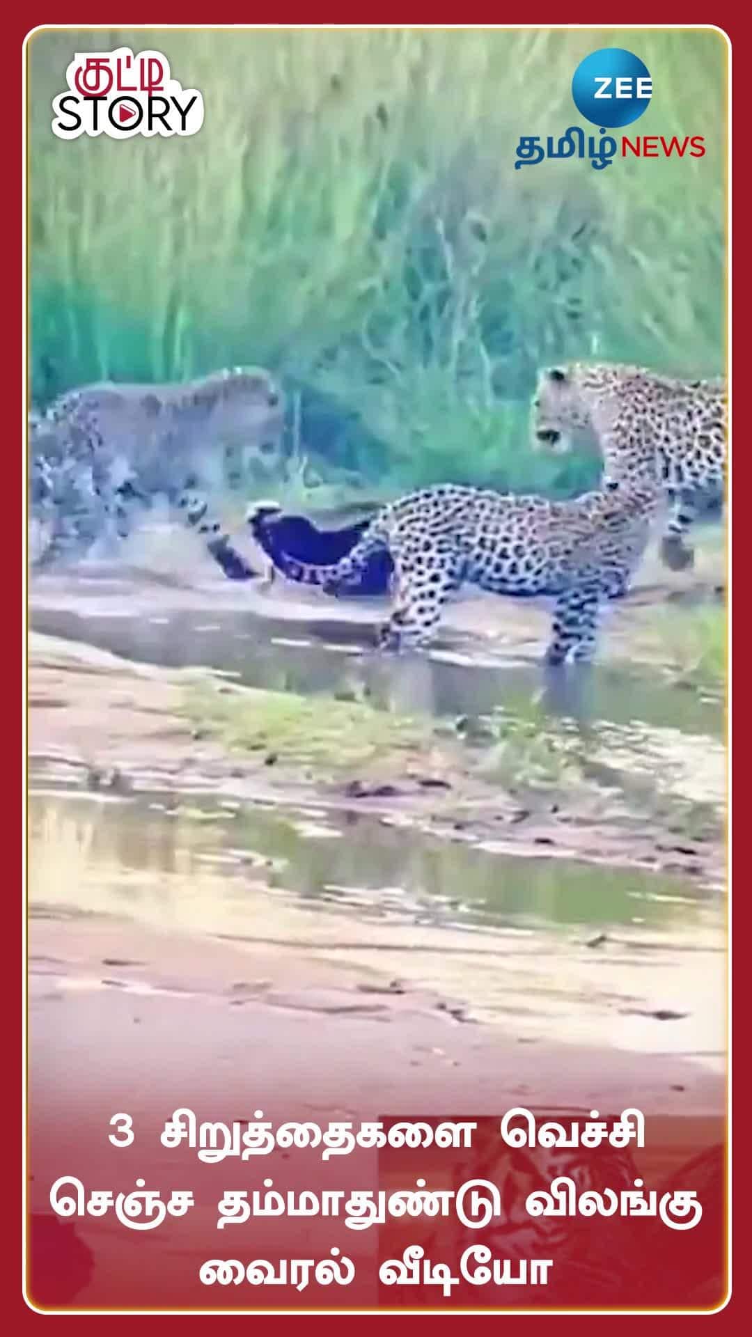 Honey Badger vs 3 Leopards Fight Viral Video | 3 சிறுத்தைகளை வெச்சி