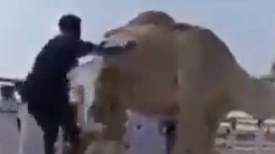 Viral Video Alert: Camel Kicks Person Who Jumped Over It - A Surprising ...
