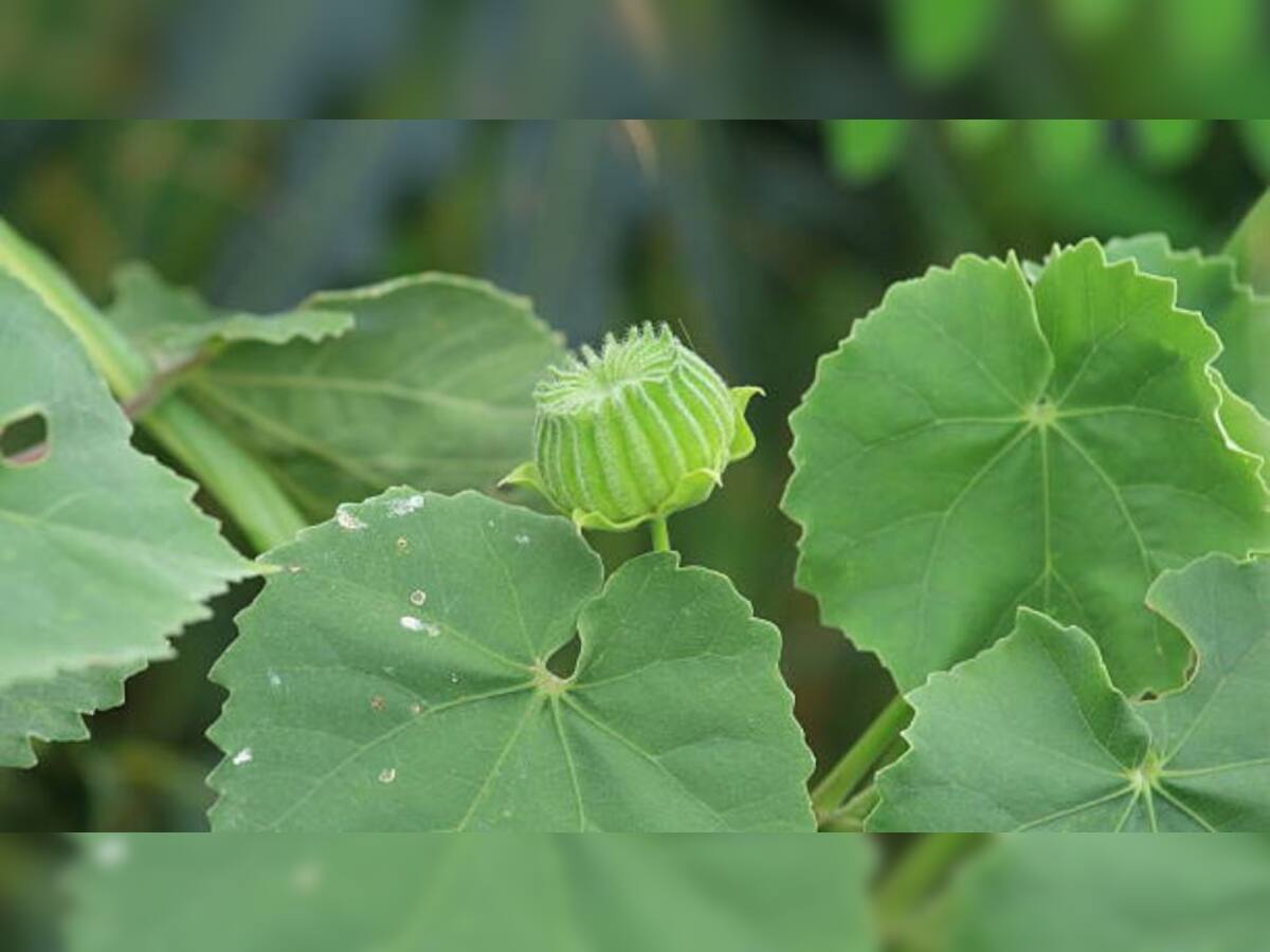 Discover the Remarkable Medicinal Benefits of Thuthi Leaves | ’மூலத்தை ...