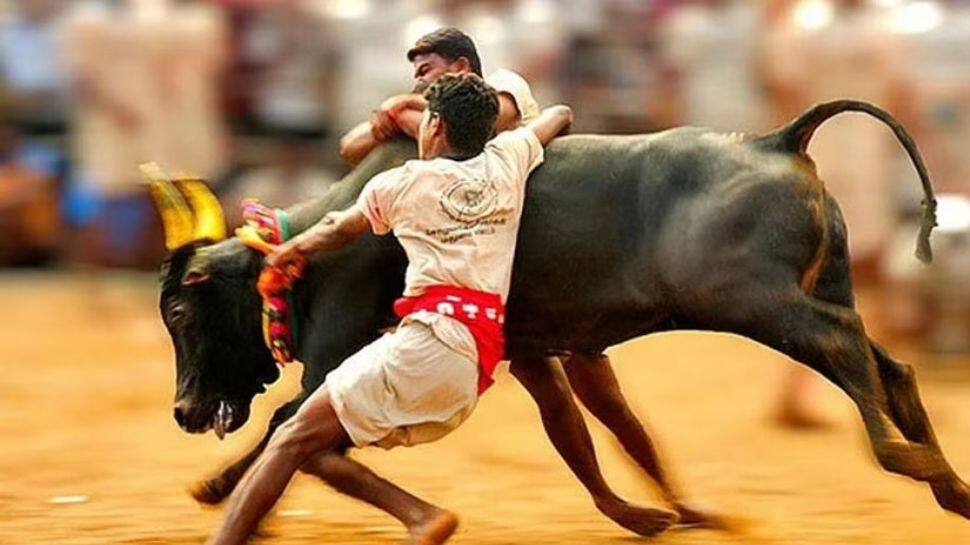 Jallikattu Verdict: ‘ஜல்லிக்கட்டுக்கு தடை இல்லை..’ உச்சநீதிமன்ற அரசியல் சாசன அமர்வு தீர்ப்பு!