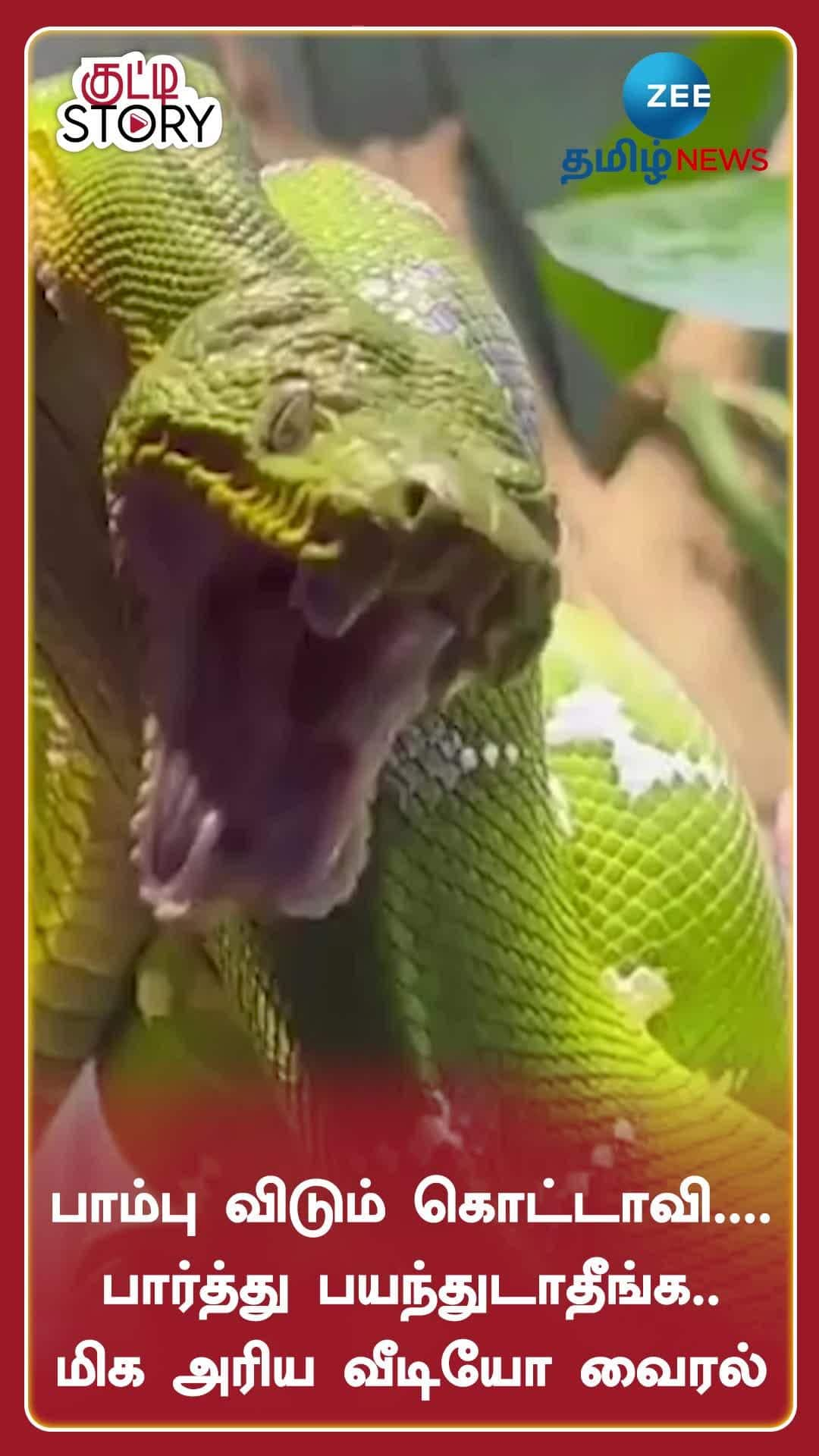 Scary Snake Yawn Very Rare Viral Video 