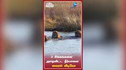 3 சிங்கங்களை அலறவிட்ட நீர்யானை: வைரல் வீடியோ
