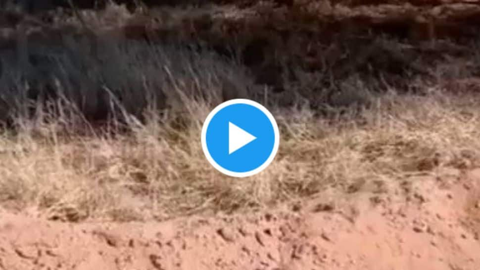 Leopard S Hunting Skills On Full Display In Viral Video மானை பிடிக்க பதுங்கி பாய்ந்த சிறுத்தை