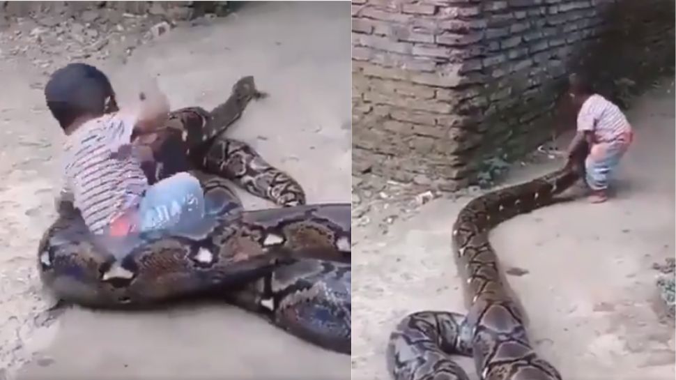 Scary Python Photos Scary Python Video: Kid Plays With Big Python, Video Viral | சுற்றி ...