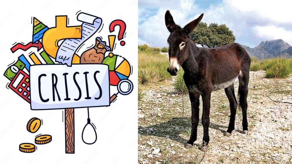 Pakistan Crisis: கழுதைய வித்து பணம் பண்ணும் பாகிஸ்தான்! பொருளாதார நெருக்கடியின் உச்சம்