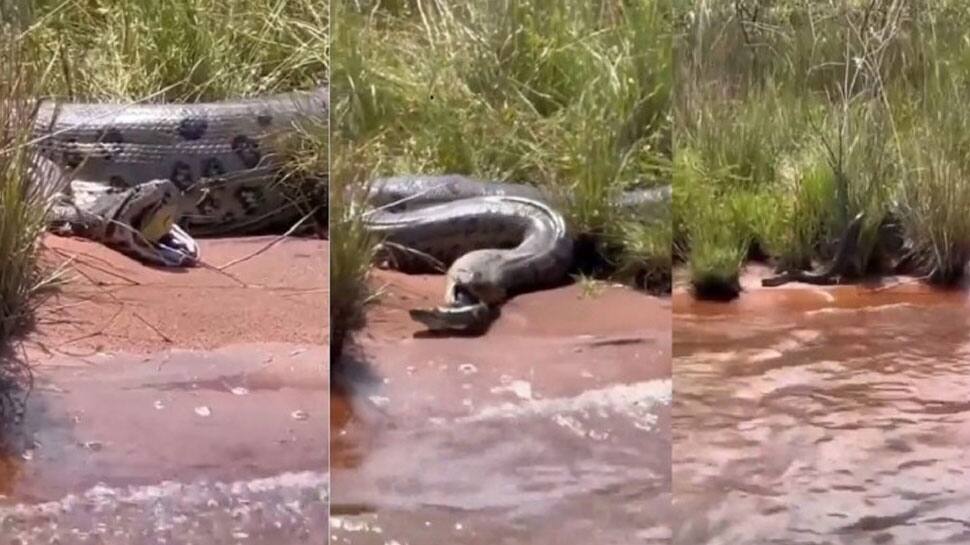 Dreadful Python Swallowing a Giant Snake Video | உனக்கு இது தேவையா ...