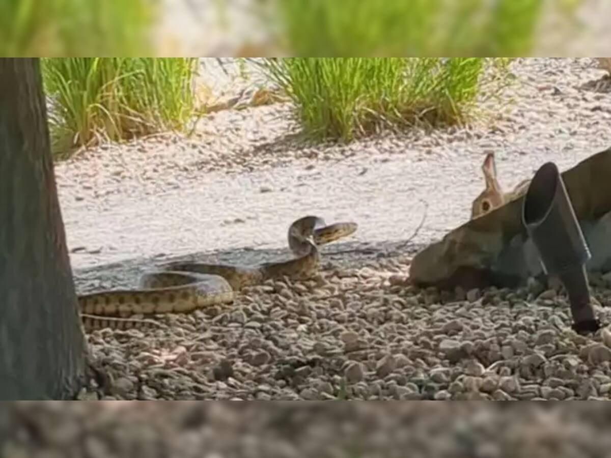 Rabbit Snake Fight Viral Video | வாடா நீயா நானா பாத்திரலாம்.. பாம்புடன் ...