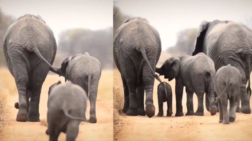 Aamzing Elephnat Walk! Viral Video of Elephants going for a Walk With