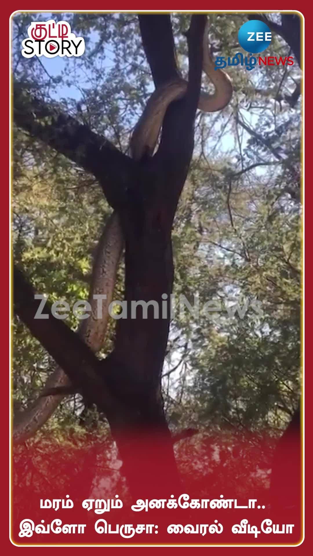 Massive anaconda climbing on tree viral video மரம் ஏறும் அனக்கோண்டா