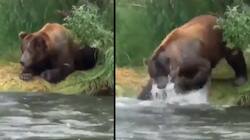 Viral Video: கில்லாடி கரடி.... ஓடும் நீரில் நடத்திய அசத்தல் மீன் வேட்டை!