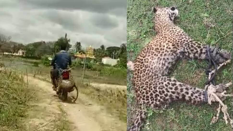 சீண்டிய சிறுத்தையை ஆட்டுக்குட்டியைப் போல் அலேக்காக தூக்கிவந்த இளைஞர் - வைரல் வீடியோ