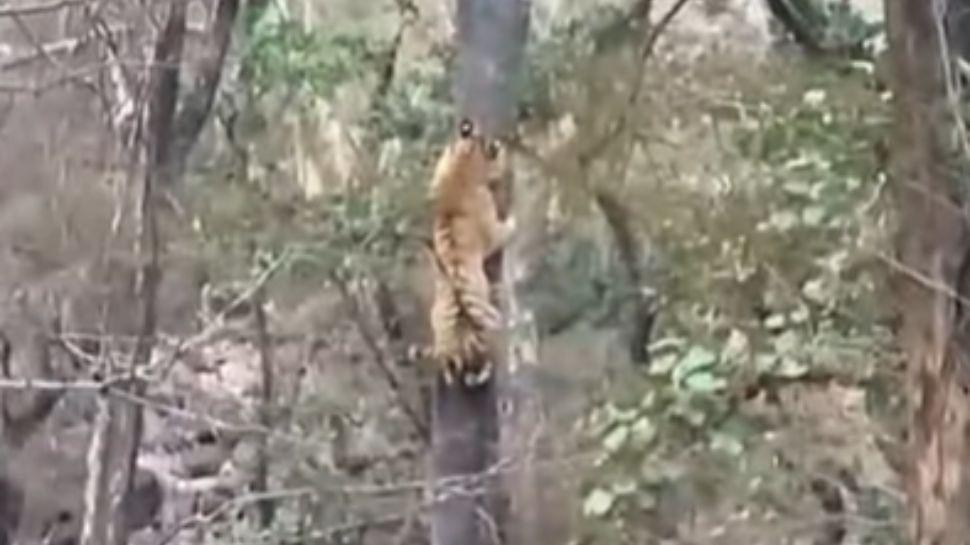 சிறுத்தை vs புலி: செம பசியில் வேட்டையாட ஓடும் புலி - ஆனால் சிறுத்தை எஸ்கேப்: வைரல் வீடியோ சிறுத்தை vs புலி: செம பசியில் வேட்டையாட ஓடும் புலி - ஆனால் சிறுத்தை எஸ்கேப்: வைரல் வீடியோ