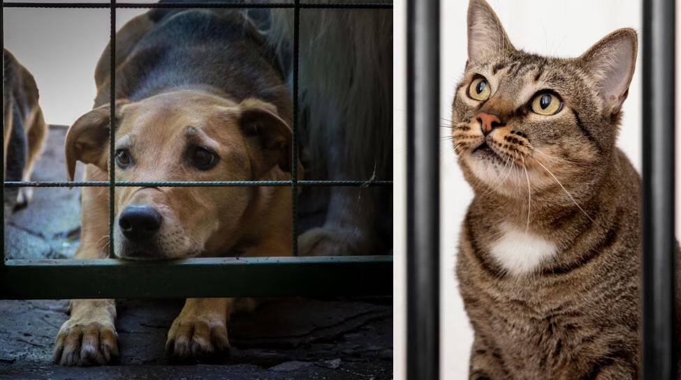 நாய் - பூனைகளை இறைச்சிக்காக கொலை செய்ய தடை விதித்துள்ள இந்தோனேஷியா..!!