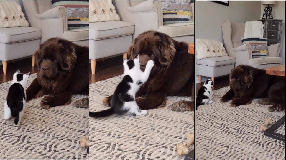Funny Animal Viral Video: Love Hate Moments of Dog Cat | நாய் பூனை ...