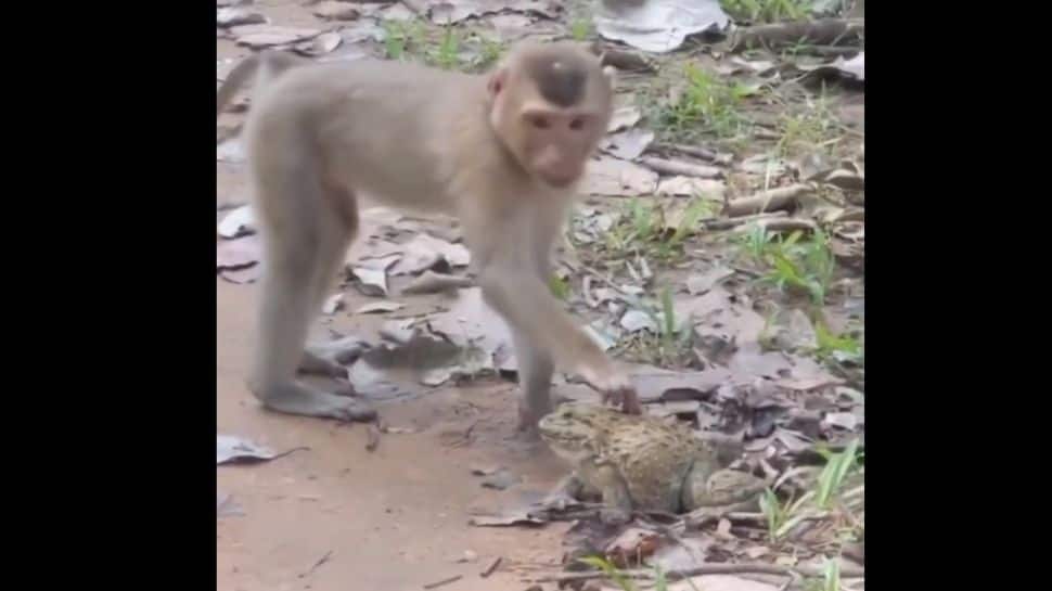 Funny VIral Video of Monkey Teasing a Frog | Viral Video: குரங்குக்கு ...