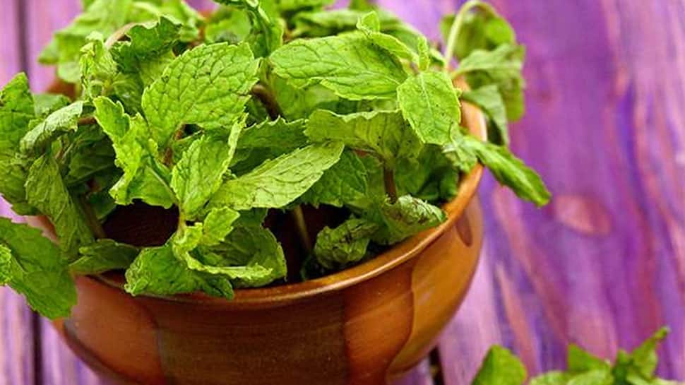 Mint leaves Benefits கமகமக்கும் புதினா உணவுக்கு மட்டுமல்ல, உடலுக்கும்