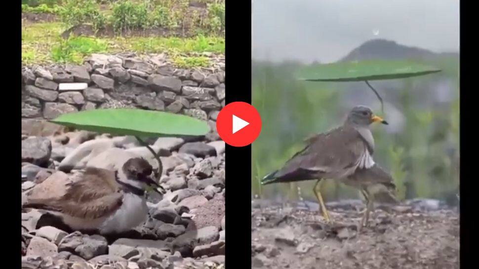 WOW! Amazing Viral Video of Cute Little Birds using Leaves as Umbrella