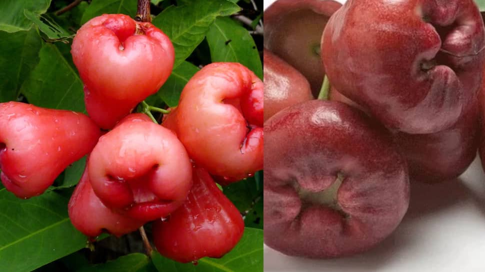 Various Health Benefits On Water Apple See Here இதய நோய் முதல் எடை