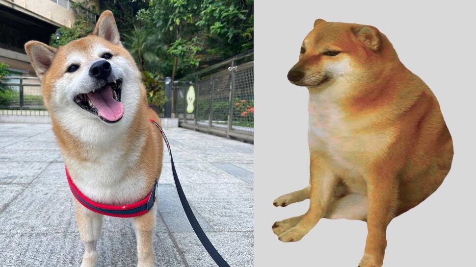 விடைபெற்றார் சீம்ஸ்... மீம்ஸ் மூலம் மக்களை கவர்ந்த நாய்!