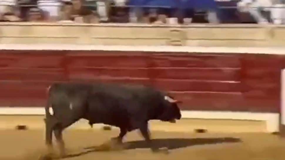 Viral Video: Bull Goes on Rampage, Enters Spectator Area During ...