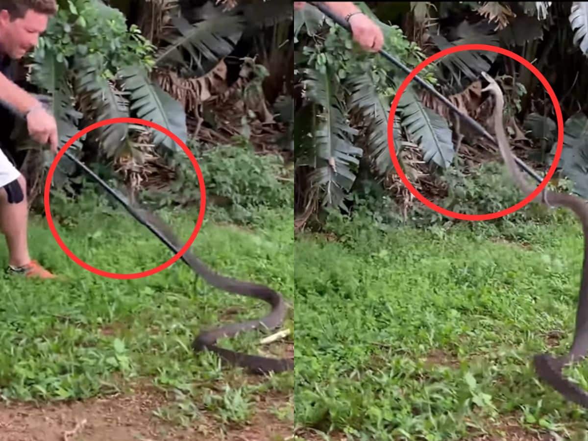 பிடிக்க வந்தவரை கடிக்க பாயும் ராட்சத நாகம்..! அய்யய்யோ..என்னாச்சு? வைரல் வீடியோ..! பிடிக்க வந்தவரை கடிக்க பாயும் ராட்சத நாகம்..! அய்யய்யோ..என்னாச்சு? வைரல் வீடியோ..!