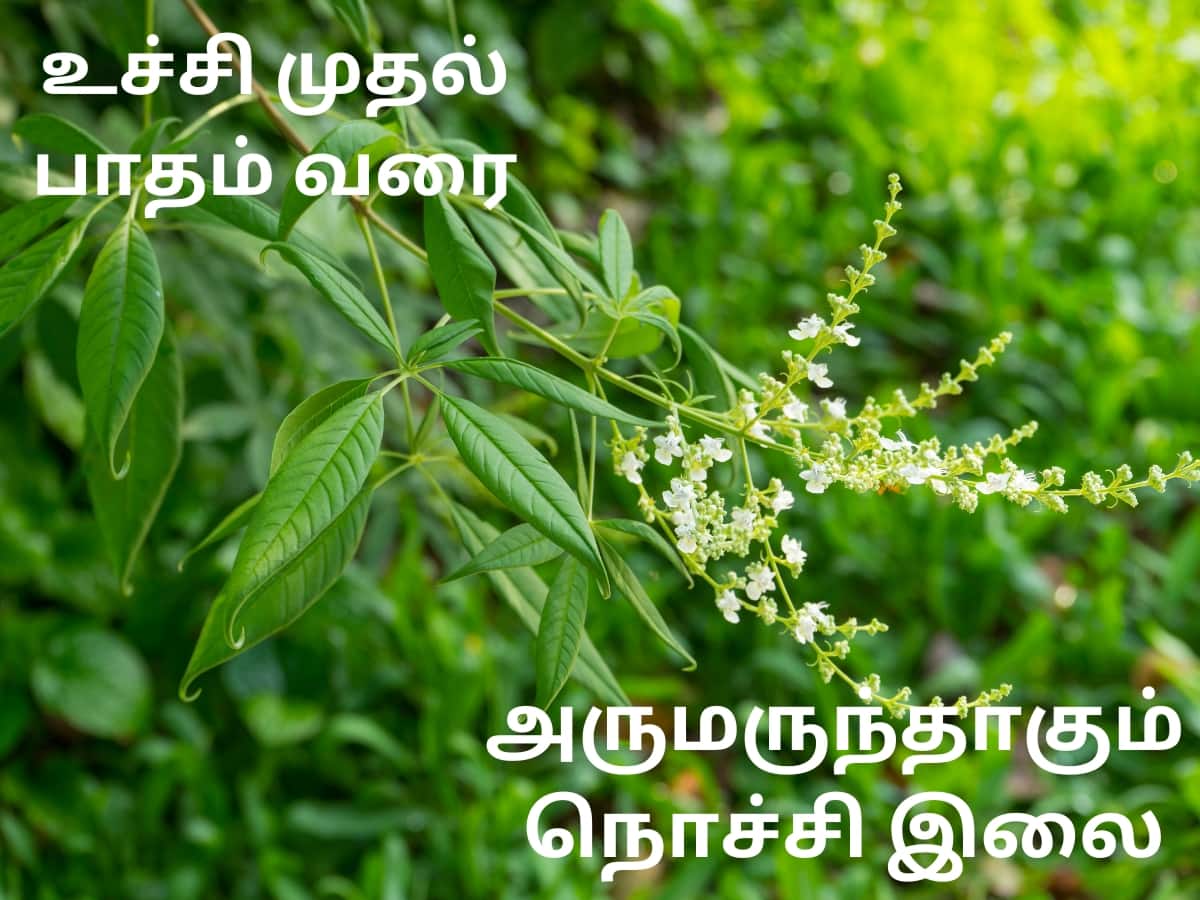 உச்சி முதல் பாதம் வரை... பல நோய்களுக்கு அருமருந்தாகும் நொச்சி இலை!