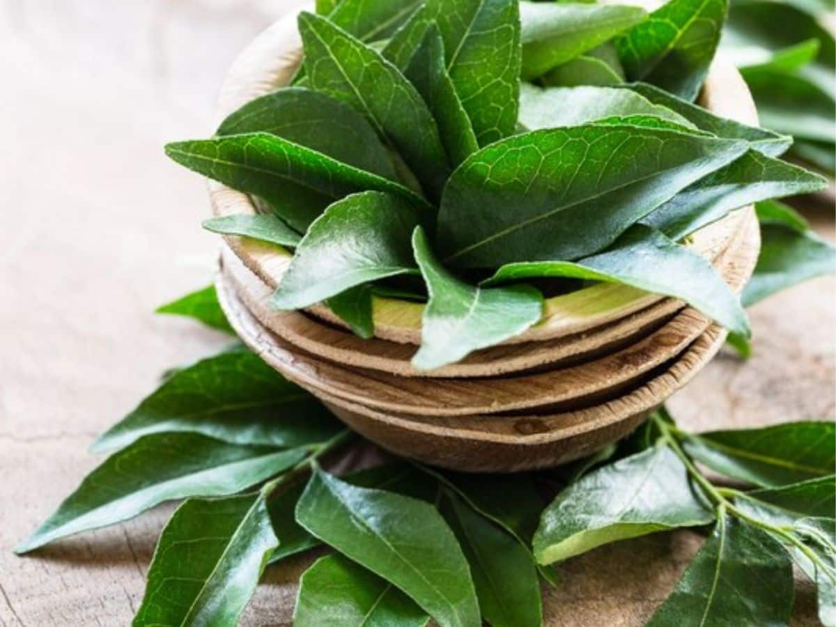 கறிவேப்பிலை: தலை முதல் கால் வரை.... ஒரே இலை ஓராயிரம் நன்மைகள்